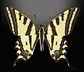 Dorsal view