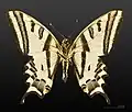 Ventral view