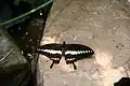 Imago habitus