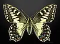 Corsican swallowtail Papilio hospiton