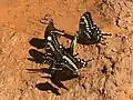Papilio ophidicephalus ayresi