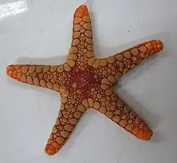 Paraferdina plakos