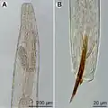 Philometra protonibeae
