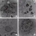 Parasitism and the Vitelline Membrane