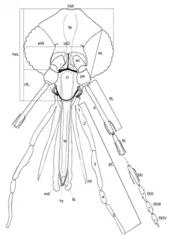 Head