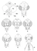 Head