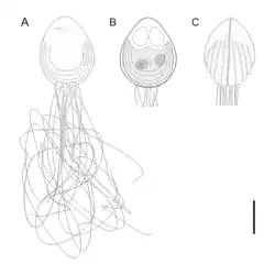 Chloromyxum atlantoraji