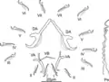 Enterogyrus coronatus, sclerotised parts
