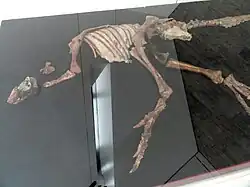 Parksosaurus