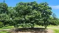 Federal Oak planted by Henry Parkes to commemorate the meeting of the Australian Federal Conference in 1890