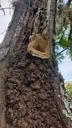 Partamona helleri