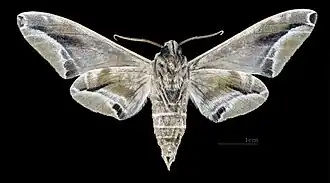 Male underside