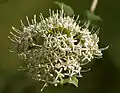Pavetta crassicaulis