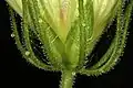 Pavonia transvaalensis, several pearl bodies mainly on epicalyx.