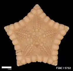 Pawsonaster parvus