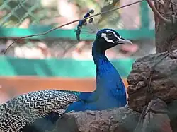 peacock