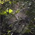 Webs. Madhya Pradesh, India