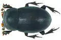 Pedaria nigra