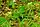 Pedicularis canadensis, wood betony, Ellison bluff