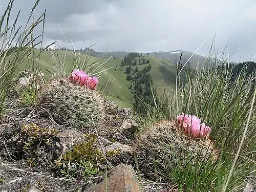 Growing in habitat in Idaho
