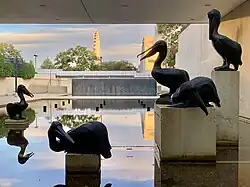 'Pelicans'