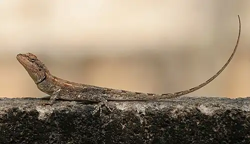 Lateral view