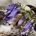 Flower of Penstemon bleaklyi
