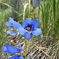 Flowers of Penstemon tidestromii