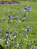 Stalk and flowers