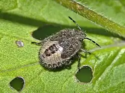 Late nymph
