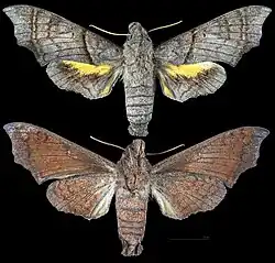 Perigonia grisea