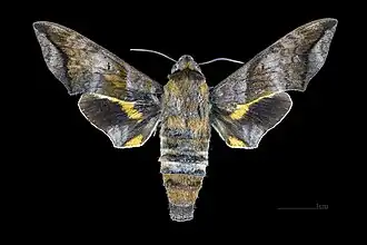 Female dorsal view