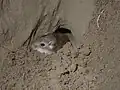 Perognathus fasciatus