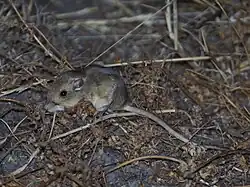 Brown and white long-tailed rat