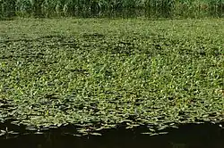 Persicaria amphibia