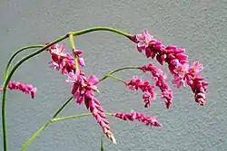 Persicaria orientalis