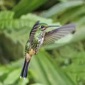 female