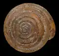 Apical view