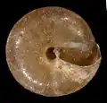 Basal view