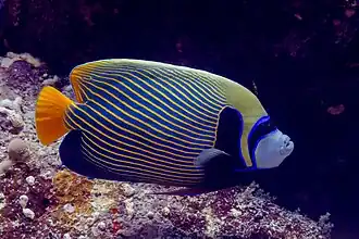 Pez ángel emperador (Pomacanthus imperator), mar Rojo, Egipto, 2023-04-17, DD 104