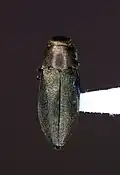 Phaenops aeneola, New Jersey