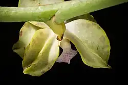 Flower viewed from behind