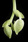 Lateral view of fully closed, spurred flower buds