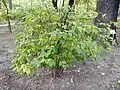 Shrub