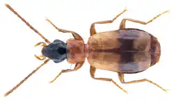 Philorhizus sigma
