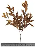U. campestris viminalis leaves, Cambridge University Herbarium, labelled 'Herb. J. Lindley, Ph.D., Purchased in 1866'[5]