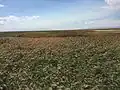 Phragmites in Farmington, Utah[35]