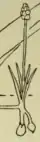 Phylloglossum drummondii. The dashed line is the ground level