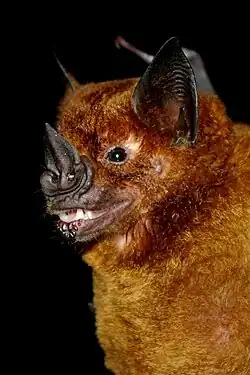 Brown bat head