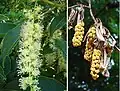 Inflorescence and fruit